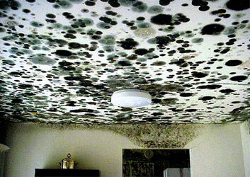 3-Black-Mold.jpg