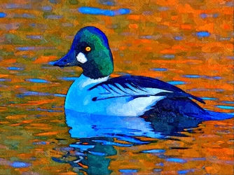 1CommonGoldeneyeMale_FotoSketcher.jpg