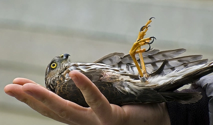 hawk.jpg