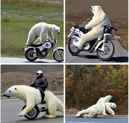 polar bear riding a motorcycle.png
