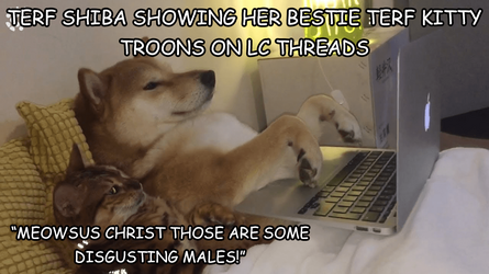 shibashowing.png