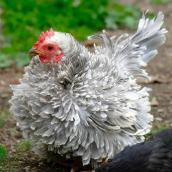 frizzle-chicken-for-sale-1.jpg