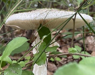 Deathcap.jpg