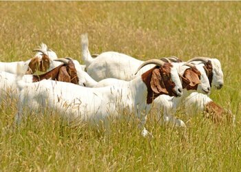 Boer-goats.jpg