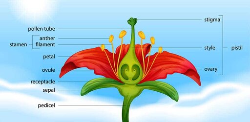 flower-parts-diagram.jpg flower-parts-diagram.jpg