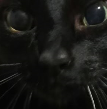 catfejs.png