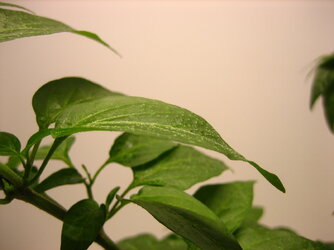 leaf bumps 1.JPG
