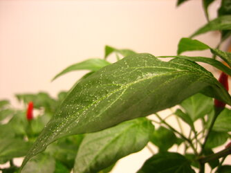 leaf bumps 2.JPG
