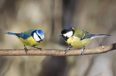 Tit.jpg