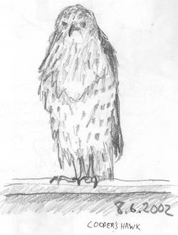 SKETCHBOOK_45.JPG