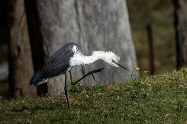 IMG_6700-CR3_DxO_DeepPRIMEXD.jpg