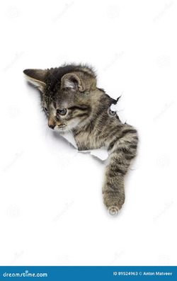 cat-hole-paper-kitty-little-grey-tabby-getting-out-torn-white-background-funny-pet-89524963.png