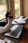 furb2.jpg