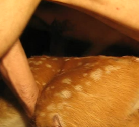 white tailed deer.png