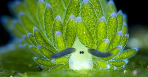 sea-sheep-costasiella-kuroshimae-3.jpg