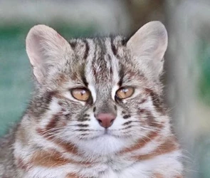 Ghp60xea0AAZPSW.jpg