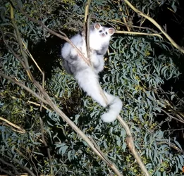 Greater-Glider-Steve-Smith.jpg