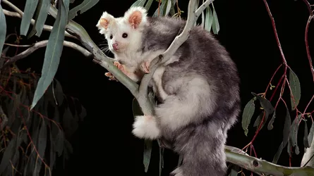 201109005537-greater-glider-australia-file-restricted.jpg