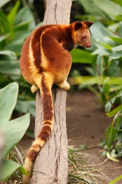 treekangaroo.jpg