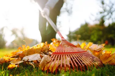 person-raking-fall-autumn-leaves-87a68497cbac4cf1828694592dd42c5b.jpg