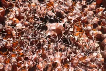 Hive-close-up-1-e1519267599323.webp