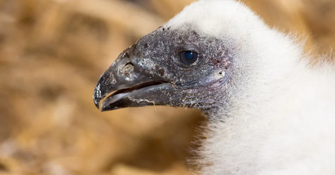 turkey-vulture-nesting.webp