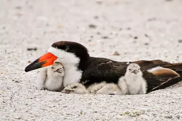 apa_2013_29315_233561_barbarabowen_black_skimmer_kk_0.webp