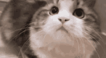 IMG_3252.gif