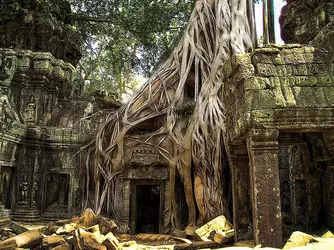 overgrown-jungle-temple-tree-ericamaxine-price.webp