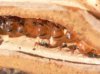 HoneyAnt.webp