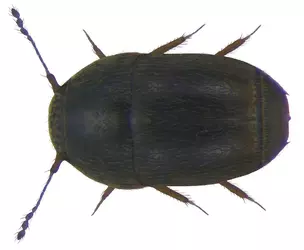 Acrotrichis_intermedia_(Gillmeister,_1845)_(3287501175).webp