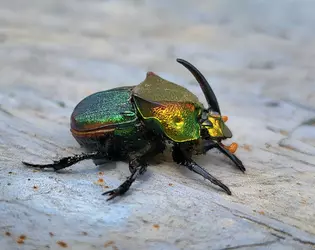 Rainbow_Scarab_imported_from_iNaturalist_photo_400023192_on_6_December_2024.webp