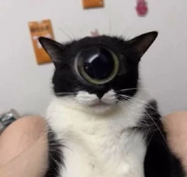 all-seeing-cat-base.jpg