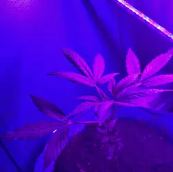 purp2.png