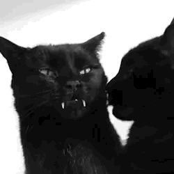 tumblr_b5ad72a245d3a192023fdff3b26e92e3_322ae27e_250.gif