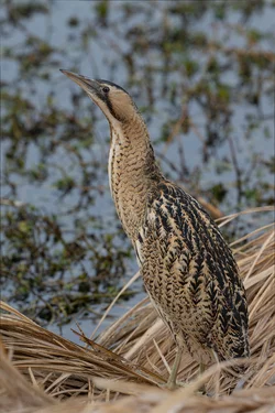 bittern big - Copy.jpg