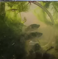 gross fish water.png