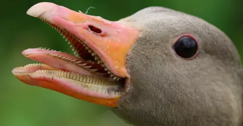 goose.jpg