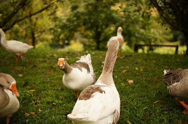 geese3.JPG