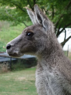 roo.JPG