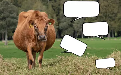 Niggercattle Meme Template.png