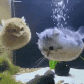 cat-cat-pufferfish.gif