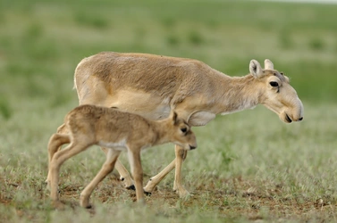 saigas.jpg