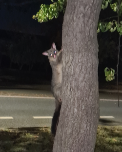 Prime Possum ain't got shit on you boo.jpg