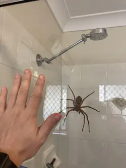 shower with spider.jpeg