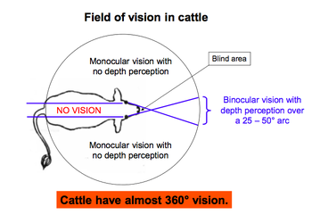 cow vision.webp