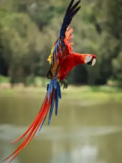 scarlet macaw.jpg