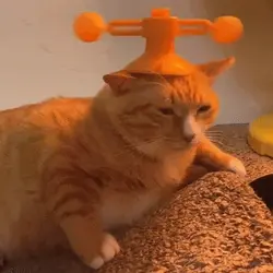 cat-orange.gif