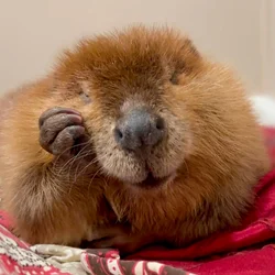 04xp-beaver-02-gcfl-mediumSquareAt3X.jpg