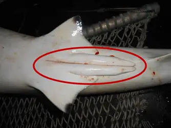 shark-clasper.jpg